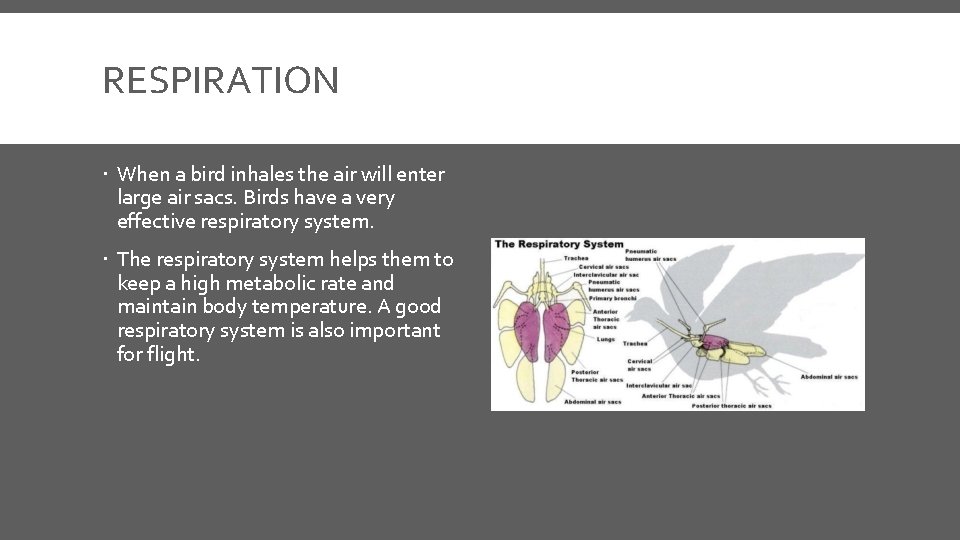 RESPIRATION When a bird inhales the air will enter large air sacs. Birds have