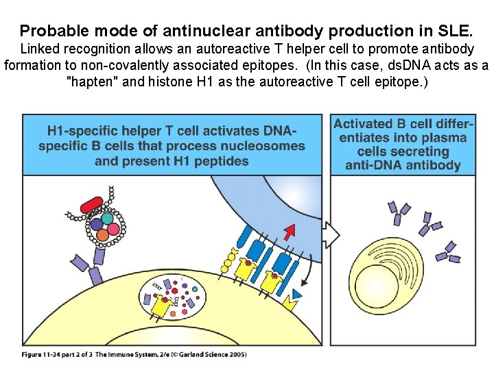Probable mode of antinuclear antibody production in SLE. Linked recognition allows an autoreactive T