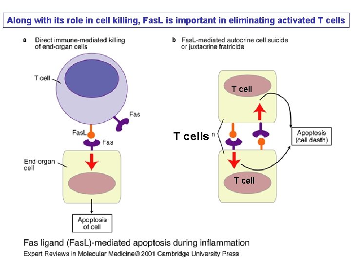 Along with its role in cell killing, Fas. L is important in eliminating activated