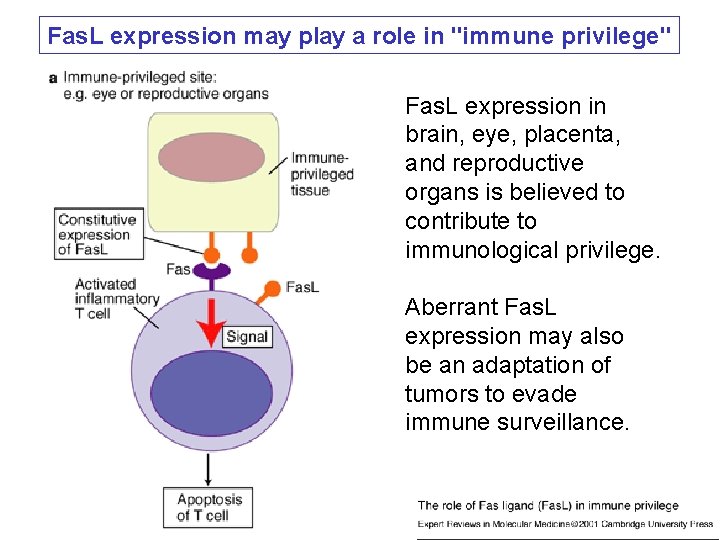 Fas. L expression may play a role in "immune privilege" Fas. L expression in