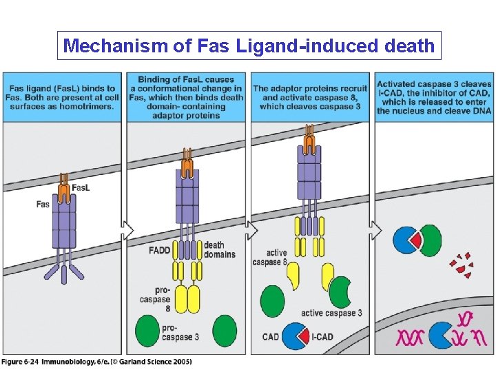 Mechanism of Fas Ligand-induced death 
