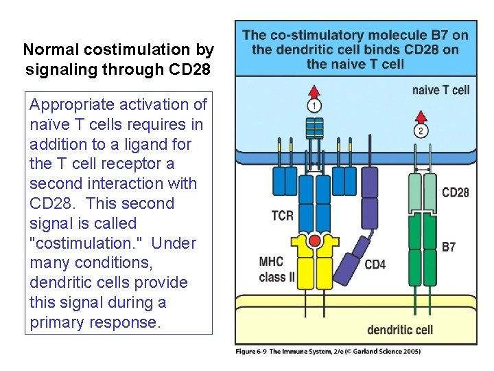 Normal costimulation by signaling through CD 28 Appropriate activation of naïve T cells requires