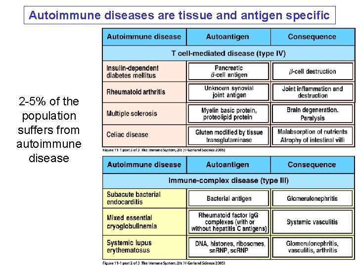 Autoimmune diseases are tissue and antigen specific 2 -5% of the population suffers from