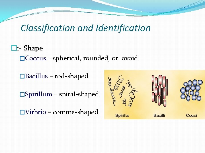 Classification and Identification � 1 - Shape �Coccus – spherical, rounded, or ovoid �Bacillus