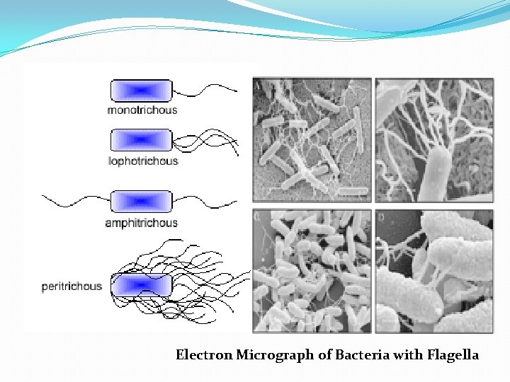 FLAGELLA Electron Micrograph of Bacteria with Flagella 