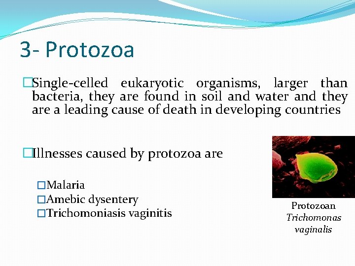 3 - Protozoa �Single-celled eukaryotic organisms, larger than bacteria, they are found in soil