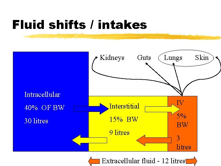 Fluid shifts / intakes Kidneys Guts Lungs Intracellular 40% OF BW Interstitial IV 30