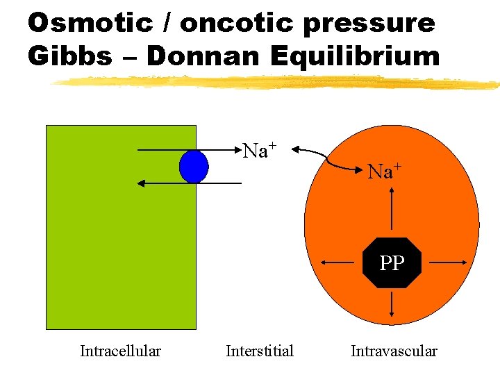 Osmotic / oncotic pressure Gibbs – Donnan Equilibrium Na+ PP Intracellular Interstitial Intravascular 