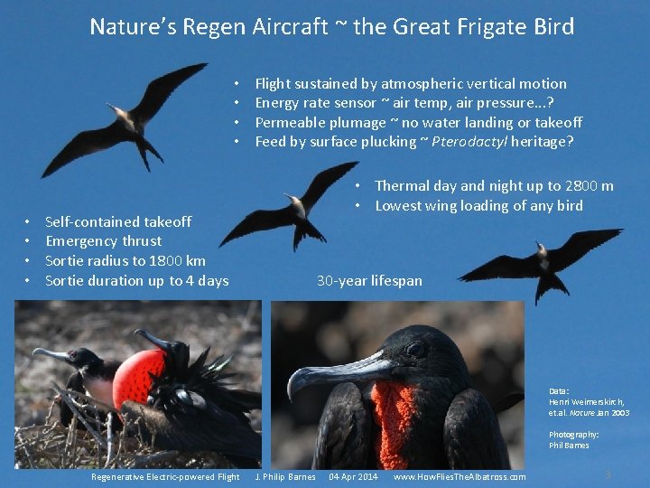 Nature’s Regen Aircraft ~ the Great Frigate Bird • • Flight sustained by atmospheric