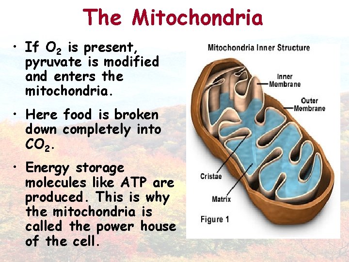 The Mitochondria • If O 2 is present, pyruvate is modified and enters the