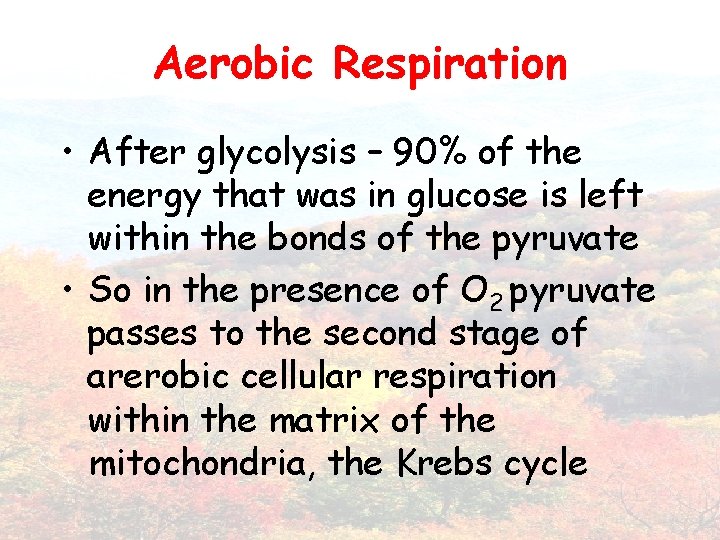 Aerobic Respiration • After glycolysis – 90% of the energy that was in glucose
