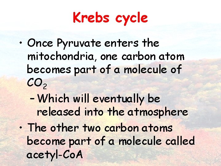 Krebs cycle • Once Pyruvate enters the mitochondria, one carbon atom becomes part of