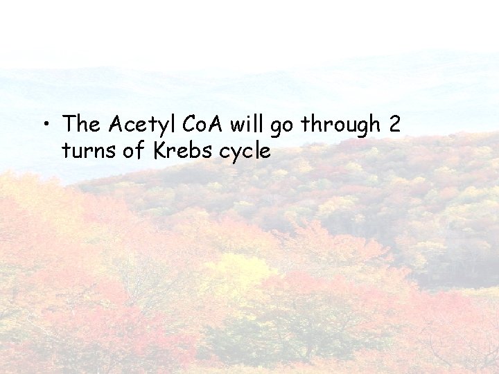  • The Acetyl Co. A will go through 2 turns of Krebs cycle