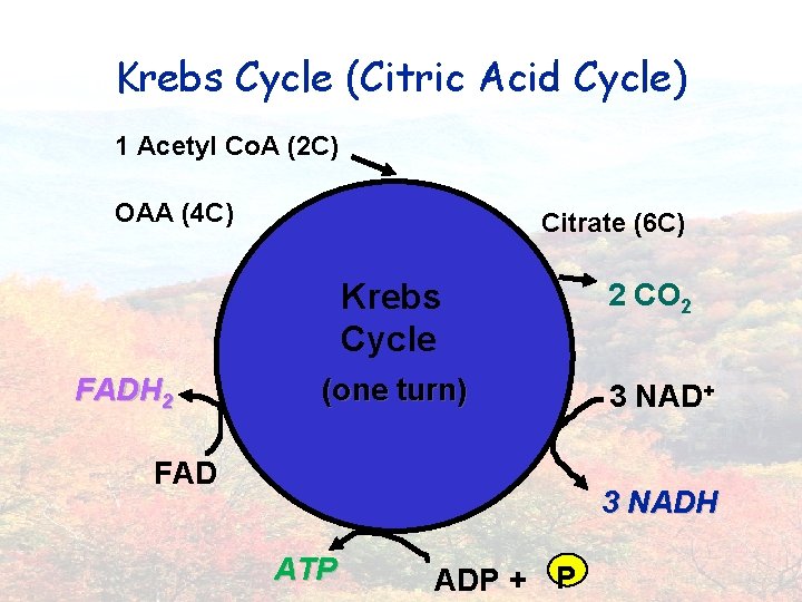 Krebs Cycle (Citric Acid Cycle) 1 Acetyl Co. A (2 C) OAA (4 C)