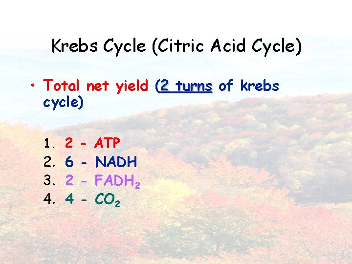 Krebs Cycle (Citric Acid Cycle) • Total net yield (2 turns of krebs cycle)