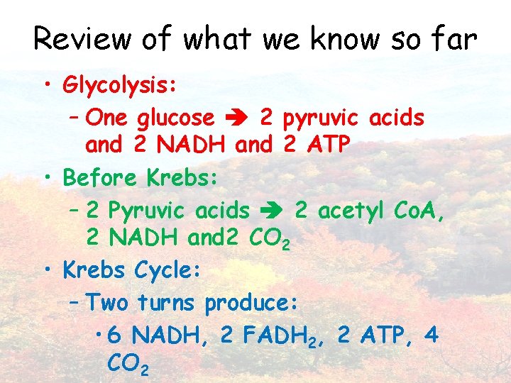 Review of what we know so far • Glycolysis: – One glucose 2 pyruvic