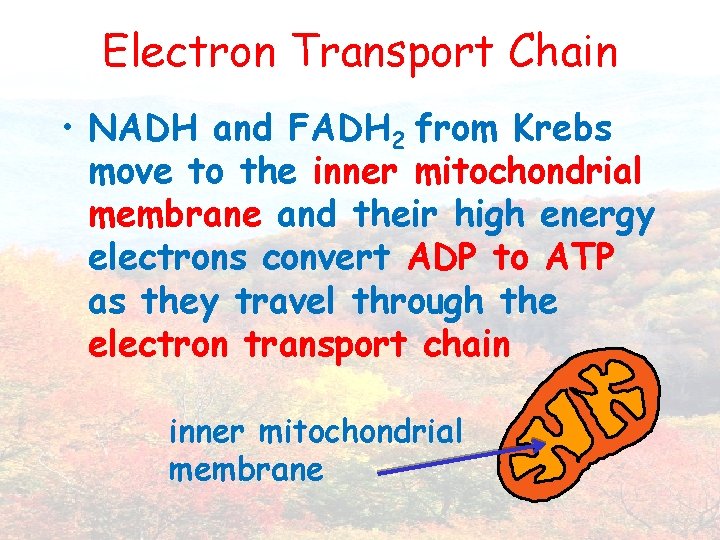 Electron Transport Chain • NADH and FADH 2 from Krebs move to the inner