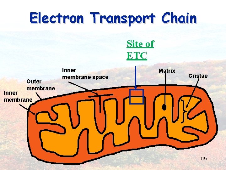 Electron Transport Chain Site of ETC Outer membrane Inner membrane space Matrix Cristae Inner