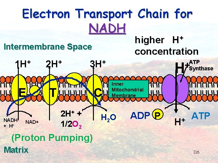 Electron Transport Chain for NADH higher H+ concentration ATP + H Synthase Intermembrane Space