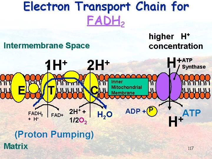 Electron Transport Chain for FADH 2 higher H+ concentration Intermembrane Space + 1 H