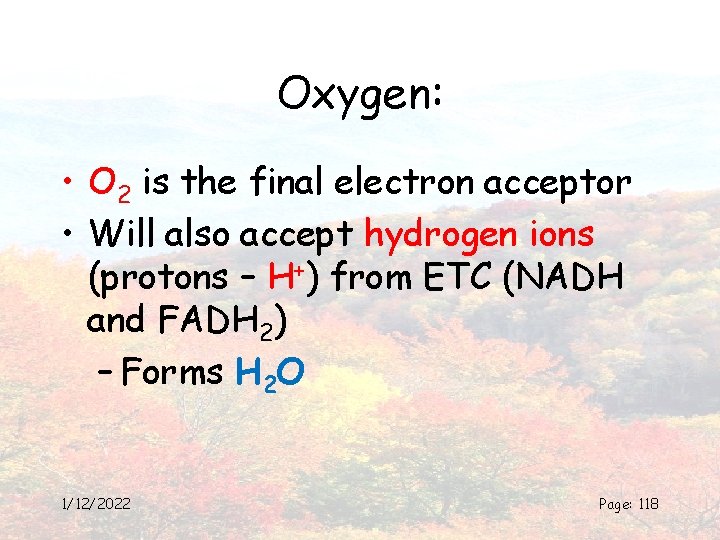 Oxygen: • O 2 is the final electron acceptor • Will also accept hydrogen