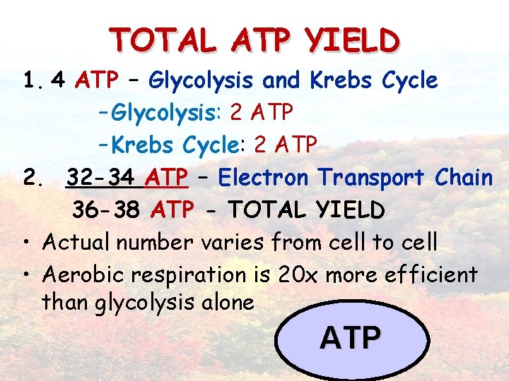 TOTAL ATP YIELD 1. 4 ATP – Glycolysis and Krebs Cycle – Glycolysis: 2