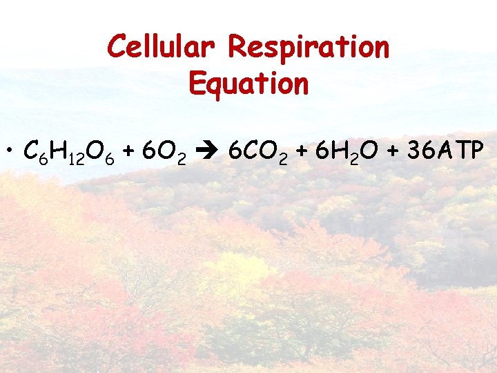 Cellular Respiration Equation • C 6 H 12 O 6 + 6 O 2