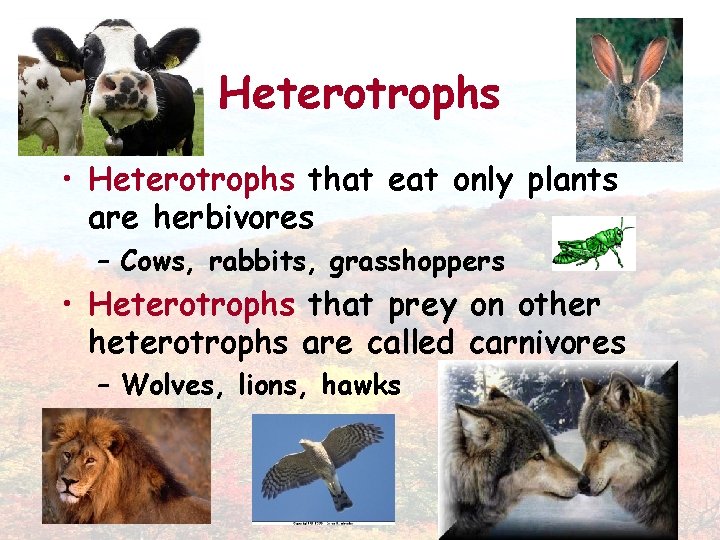 Heterotrophs • Heterotrophs that eat only plants are herbivores – Cows, rabbits, grasshoppers •