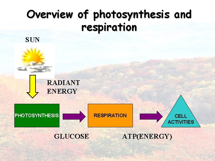 Overview of photosynthesis and respiration SUN RADIANT ENERGY PHOTOSYNTHESIS GLUCOSE RESPIRATION CELL ACTIVITIES ATP(ENERGY)