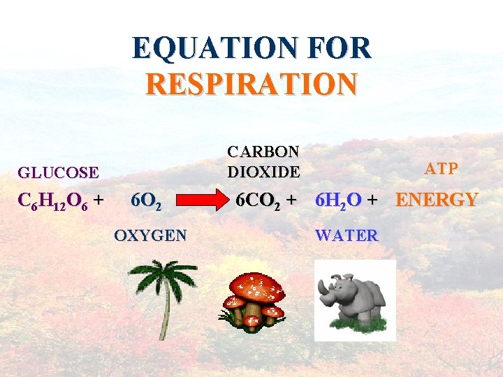 EQUATION FOR RESPIRATION CARBON DIOXIDE GLUCOSE C 6 H 12 O 6 + 6