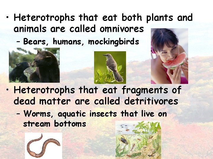  • Heterotrophs that eat both plants and animals are called omnivores – Bears,