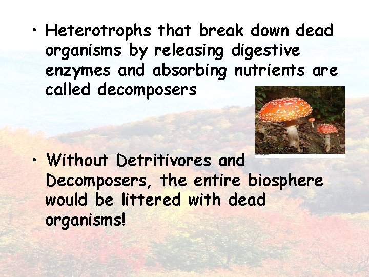  • Heterotrophs that break down dead organisms by releasing digestive enzymes and absorbing