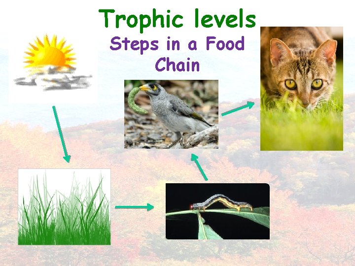 Trophic levels Steps in a Food Chain 