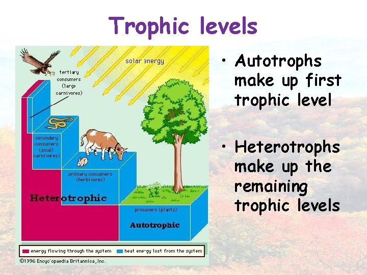 Trophic levels • Autotrophs make up first trophic level • Heterotrophs make up the