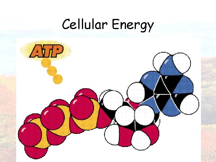 Cellular Energy 