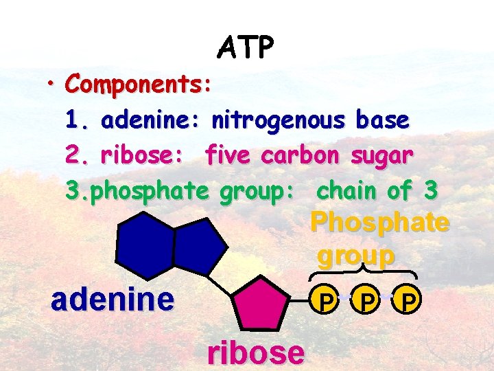 ATP • Components: 1. adenine: nitrogenous base 2. ribose: five carbon sugar 3. phosphate