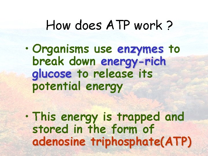 How does ATP work ? • Organisms use enzymes to break down energy-rich glucose