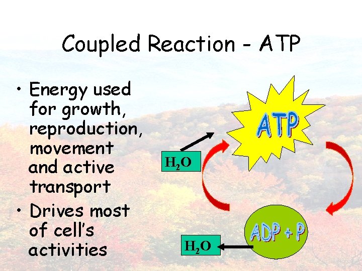 Coupled Reaction - ATP • Energy used for growth, reproduction, movement and active transport