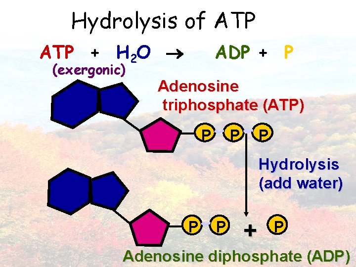 Hydrolysis of ATP + H 2 O (exergonic) ADP + P Adenosine triphosphate (ATP)