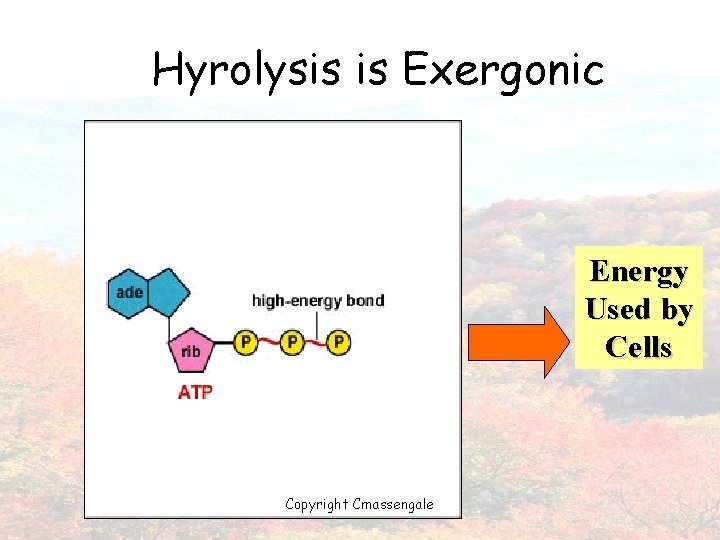 Hyrolysis is Exergonic Energy Used by Cells Copyright Cmassengale 