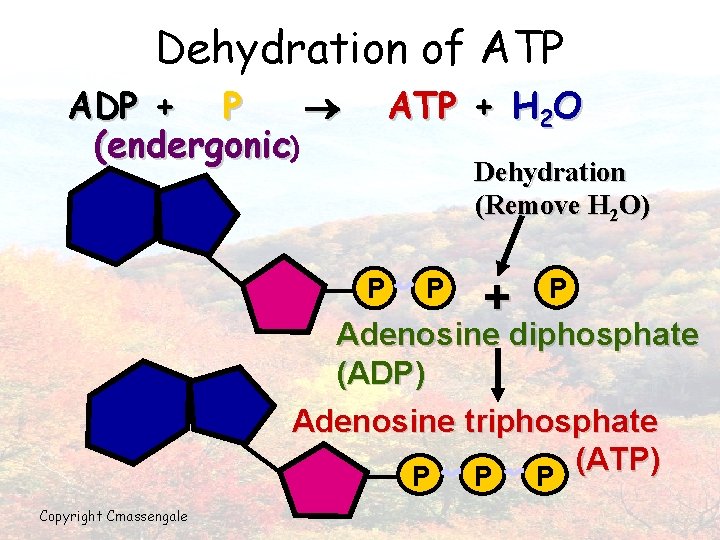 Dehydration of ATP ADP + P (endergonic) ATP + H 2 O Dehydration (Remove