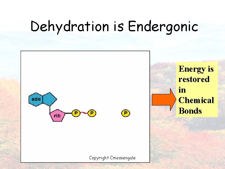 Dehydration is Endergonic Energy is restored in Chemical Bonds Copyright Cmassengale 