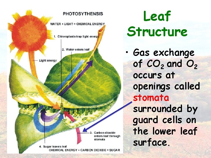 Leaf Structure • Gas exchange of CO 2 and O 2 occurs at openings