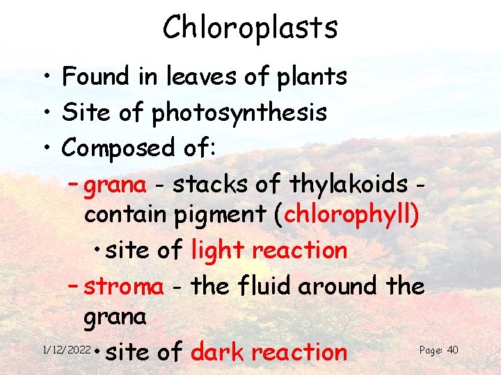 Chloroplasts • Found in leaves of plants • Site of photosynthesis • Composed of: