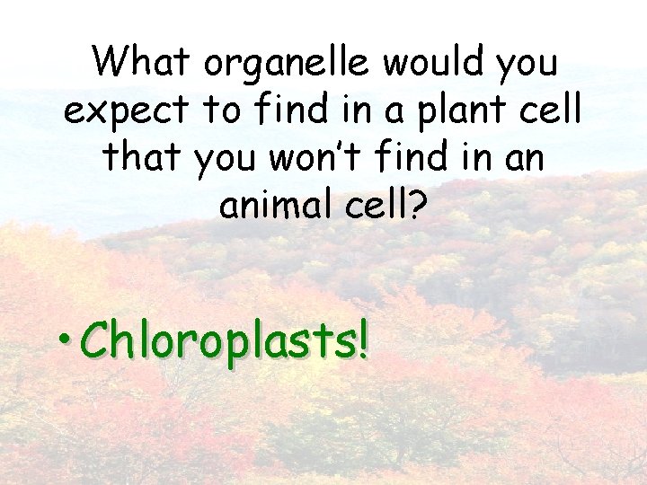 What organelle would you expect to find in a plant cell that you won’t