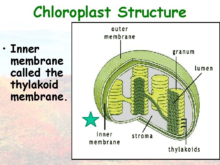 Chloroplast Structure • Inner membrane called the thylakoid membrane. 