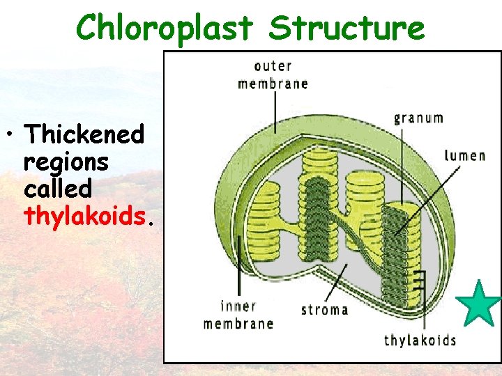 Chloroplast Structure • Thickened regions called thylakoids. 