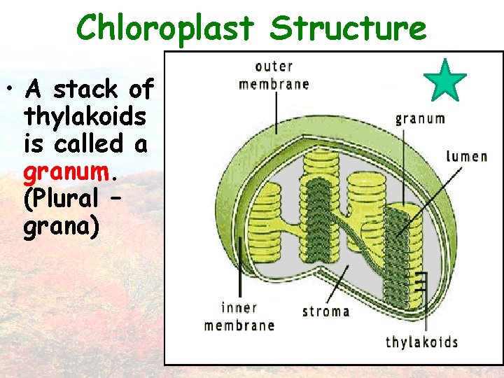 Chloroplast Structure • A stack of thylakoids is called a granum. (Plural – grana)