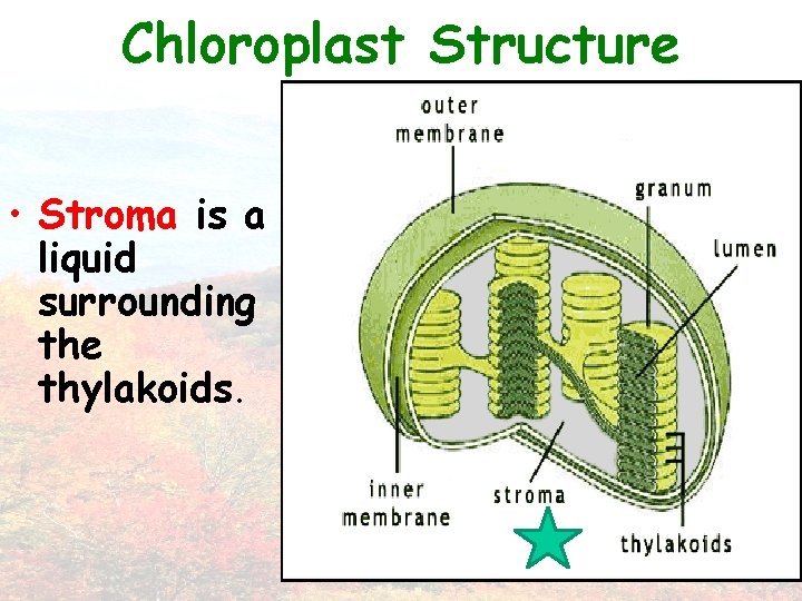 Chloroplast Structure • Stroma is a liquid surrounding the thylakoids. 