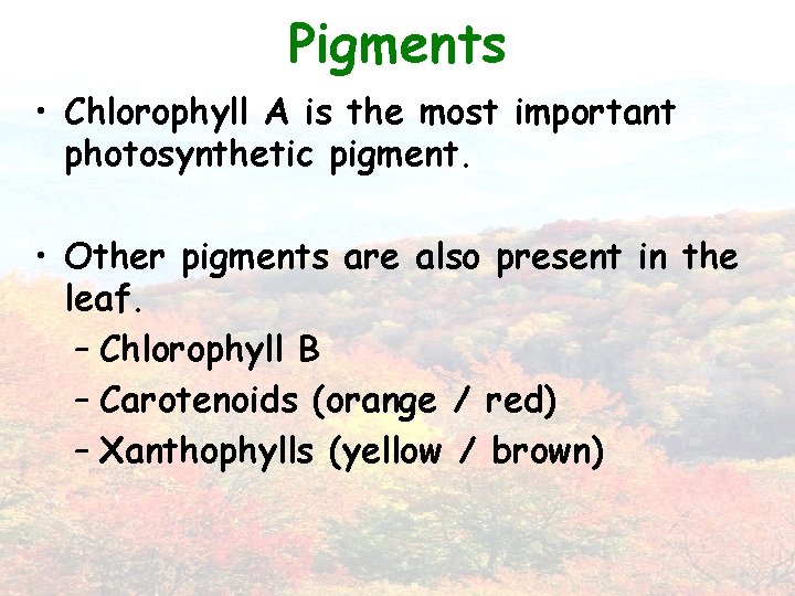 Pigments • Chlorophyll A is the most important photosynthetic pigment. • Other pigments are